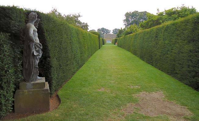 English Yew trees shaped to a formal hedge