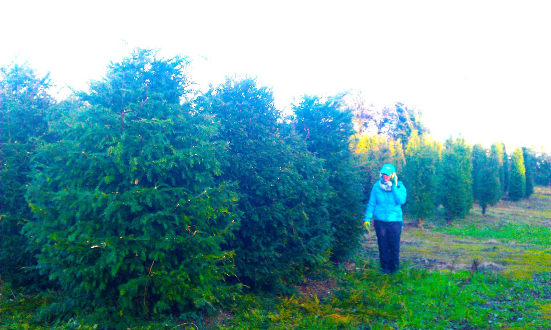 English Yew