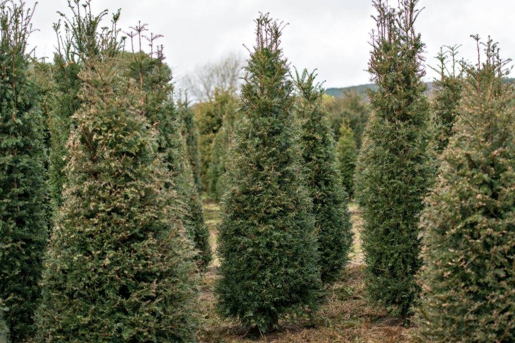 English Yew Tree's