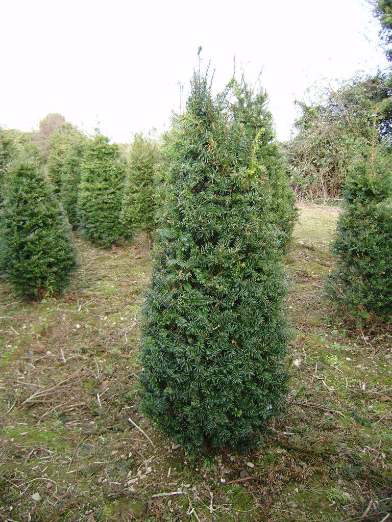 English Yew