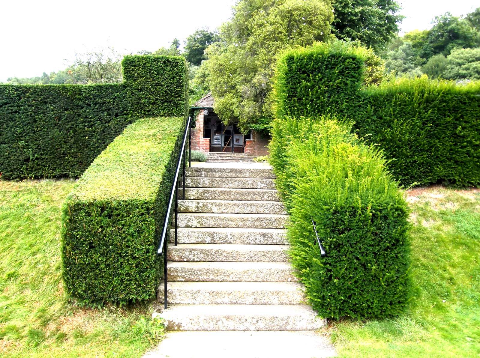 English Yew trimmed hedging versus hedging not trimmed