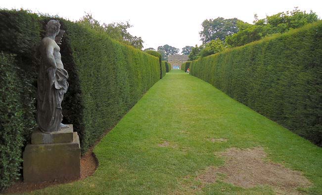 English Yew trees shaped to a formal hedge
