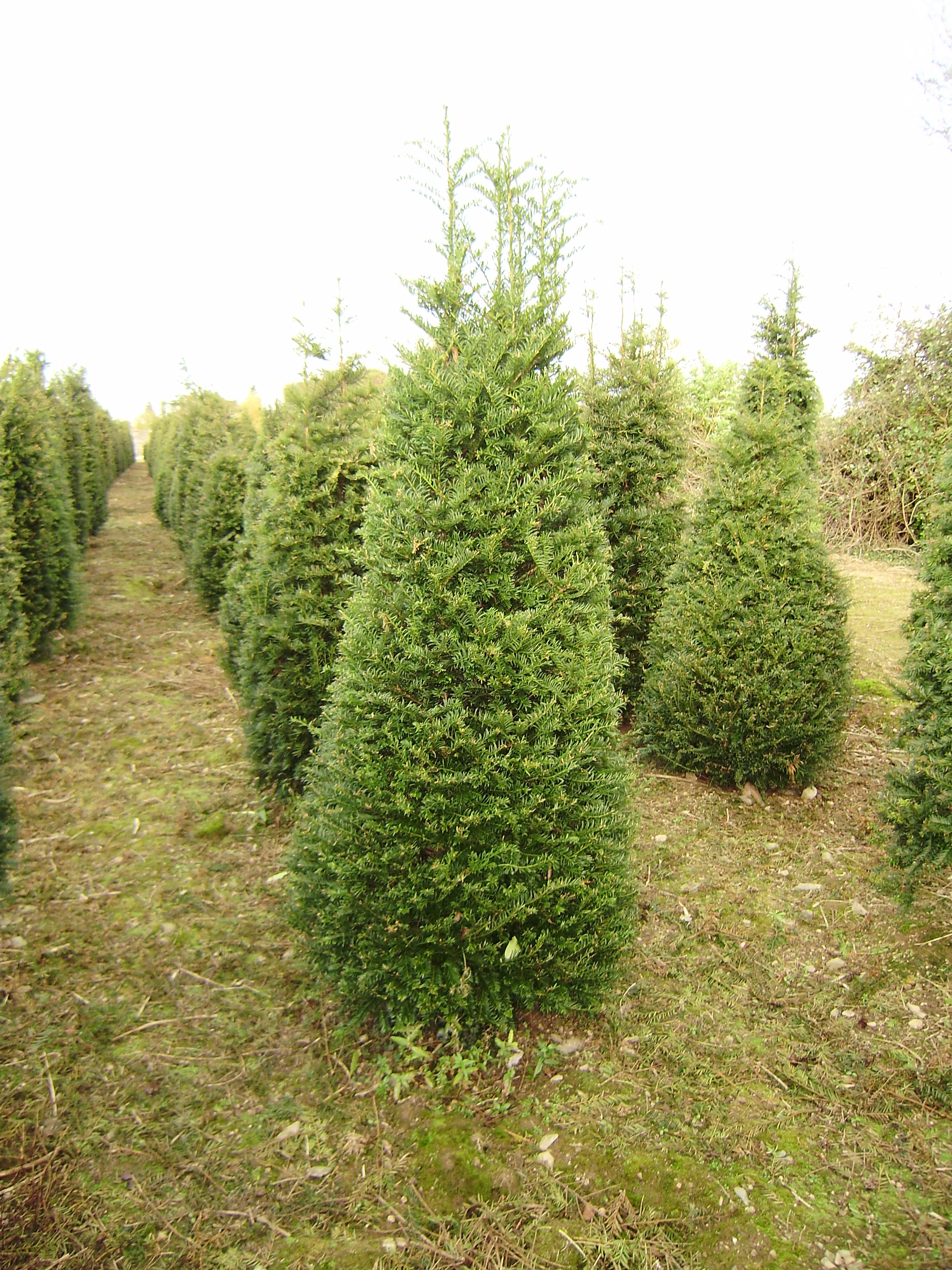 English Yew Trees for sale English Yew Tree's for sale
