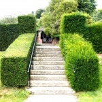 English Yew trimmed hedging versus hedging not trimmed