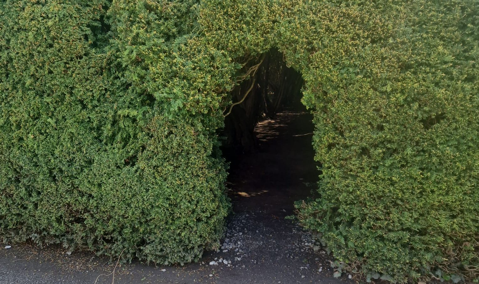 Gormanston Yew Walk - A mature Yew walk showing the long-term structure and atmosphere created by established Taxus baccata.