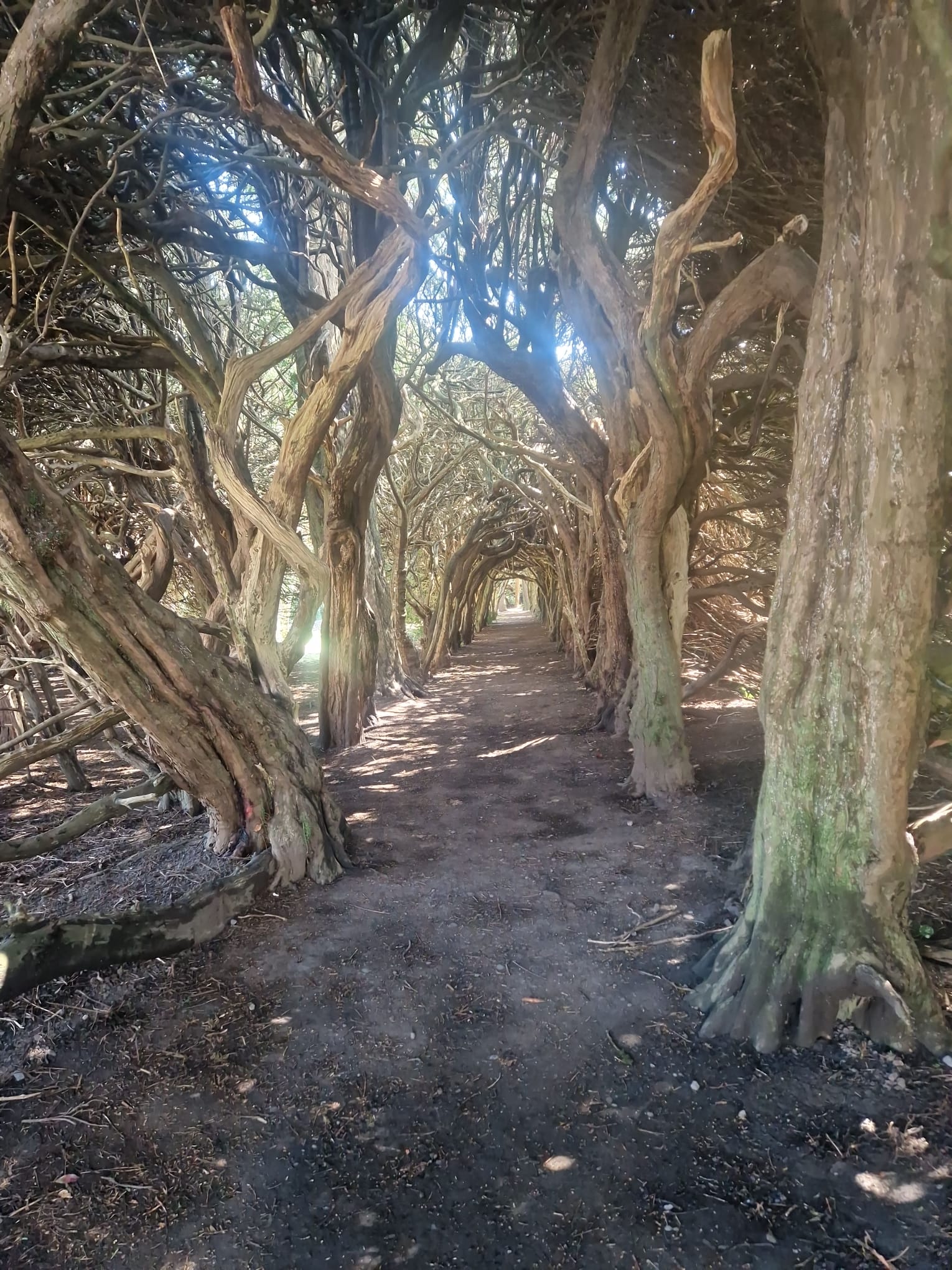 Ancient Yew Examples - Examples of mature and ancient Yew, showing the heritage character of this long-lived evergreen.