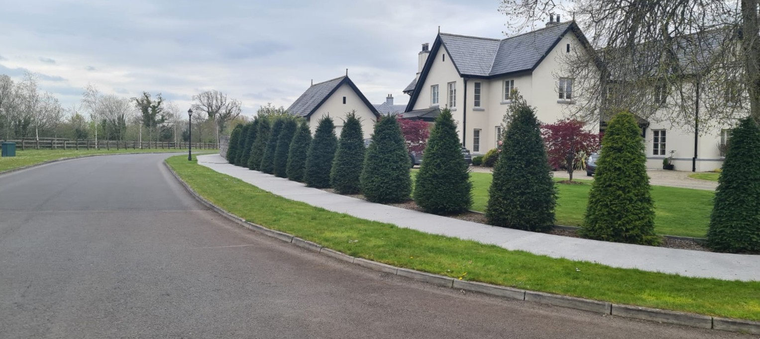 Boundary Screening - Yew trees used to define garden boundaries, soften edges and create year-round privacy.