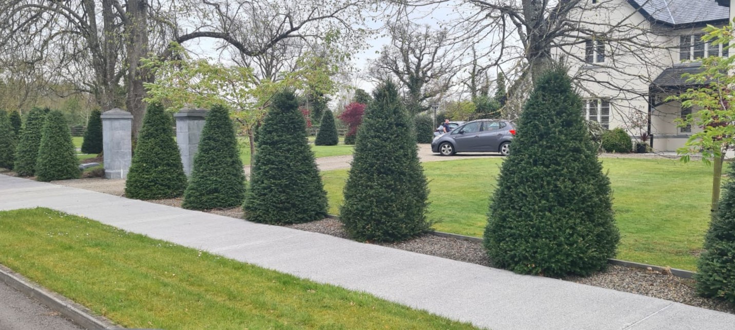 Instant Hedging - Established English Yew for quick impact, privacy and formal evergreen structure.